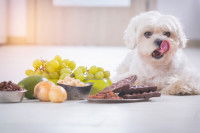 Un chien peut-il être heureux en appartement ?