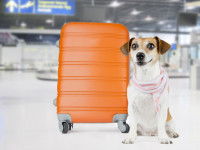 Le jour du voyage en avion avec son chien