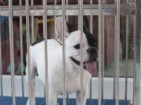 Faire voyager son chien en soute ou en cabine