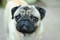 Un chien de race Carlin