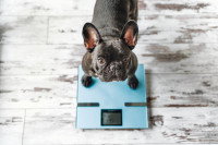 Un chien sur une balance