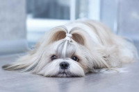 Une photo d'un Shih Tzu allongé par terre