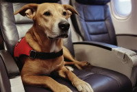 Un chien d'assistance allongé sur un siège d'avion