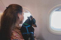 Une femme assise dans un avion et tenant un chien dans les bras