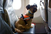 Un chien assis sur le siège d'un avion