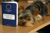 Un chien allongé à côté d'un passeport européen pour animaux de compagnie