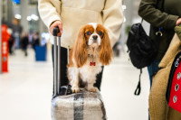 Un chien installé sur une valise dans un aéroport