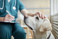 Un chien se faisant caresser la tête par un vétérinaire