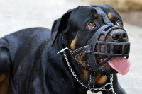 Un chien portant une muselière