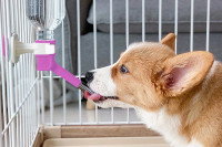 Un chien buvant de l'eau dans une caisse de transport