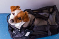 Un jeune chien assis dans un sac de transport