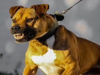 Un chien de race American Staffordshire montrant les dents
