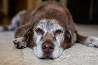 Un vieux chien allongé par terre