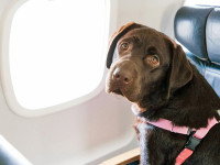Un chien assis sur le siège d'un avion, à côté du hublot