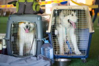 Deux chiens dans des caisses de transport dans un aéroport