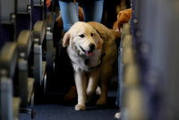 Un chien marchant dans le couloir d'un avion