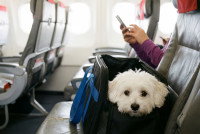 Un chien dans un sac de transport sur le siège d'un avion