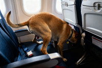 Un chien faisant ses besoins sur le siège d'un avion