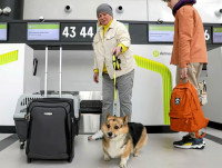 Une femme se tenant à un comptoir d'enregistrement dans un aéroport et qui tient son chien en laisse