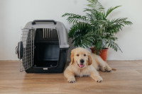 Une caisse de transport ouverte dans une maison avec un chien allongé à côté