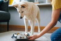 Une femme posant une gamelle de nourriture devant son chien
