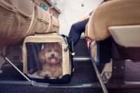 Un chien dans un sac de transport sous le siège d'un avion
