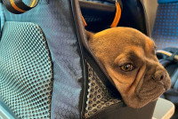 Un chien allongé dans son sac de transport, la tête posée sur l'ouverture