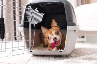 Un chien allongé dans une caisse de transport avec un jouet rose dans sa gueule