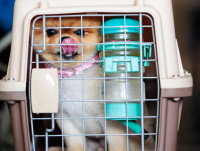 Un chien dans une caisse de transport avec de l'eau à sa disposition