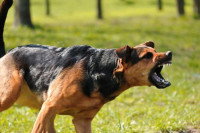 Un chien agressif en train d'aboyer