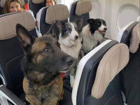 Trois chiens assis sur des sièges dans la cabine d'un avion