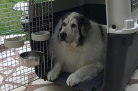 Un gros chien dans une caisse de transport