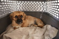Un chien allongé sur une couverture dans sa caisse de transport