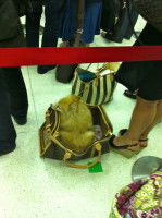 Le prix du voyage en avion pour le chien