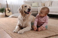 Un Golden Retriever allongé à côté d'un bébé dans le salon