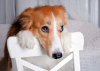 Un chien jaloux avec un regard triste sur une chaise