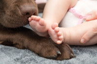 Un chien renifle les pieds d'un bébé