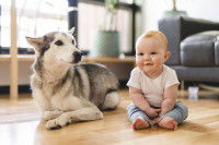 Un bébé et un Husky assis au milieu du salon