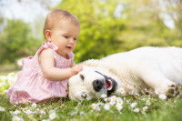 Une petite fille joue avec un Golden Retriever dans un jardin