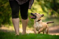 Une femme emmène son chien en promenade