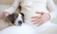 Un chien regarde une femme enceinte avec inquiétude