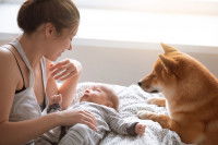 Un Shiba Inu regarde un bébé avec sa maîtresse