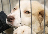 Puis-je annuler l'adoption de mon chien à cause du confinement ?