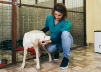 Puis-je récupérer mon chien pendant le confinement ?