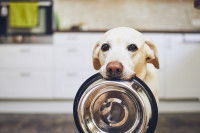 Gérer l’alimentation de son chien pendant le confinement