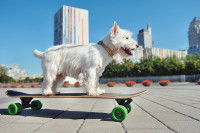 Un petit chien fait du skateboard en ville