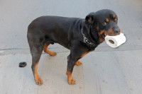 Un chien tient un rouleau de papier toilette