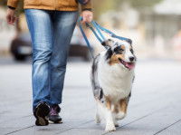Un homme promène son chien dans la rue