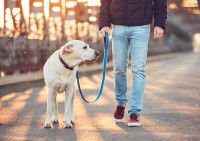 Un homme promène son chien dans la rue