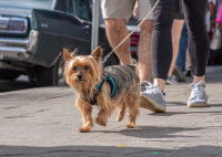 Un Yorkshire promené en laisse dans la ville